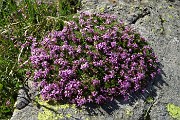32 Silene a cuscinetto (Silene acaulis)
